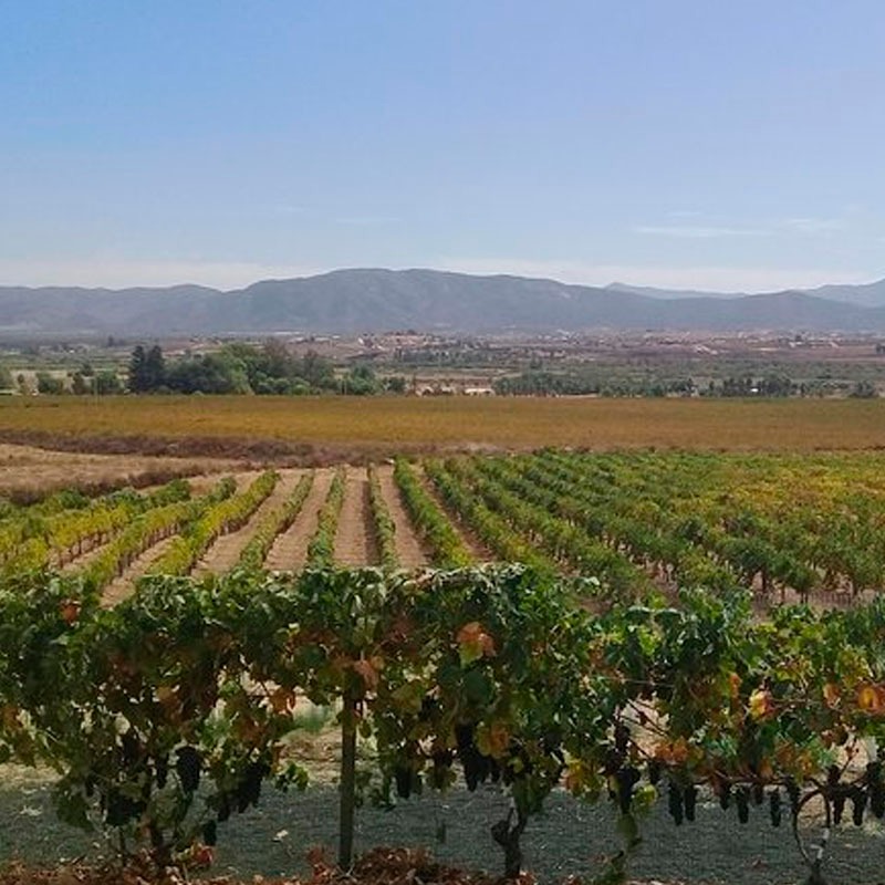 Tours de vino y servicio de conductor a través del valle de guadalupe, Ensenada B.C. Mexico - Image 3