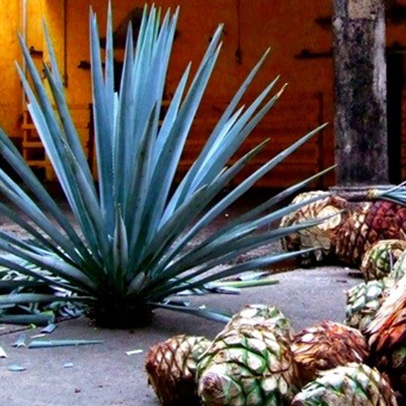 Tequila Aventura Tapatía